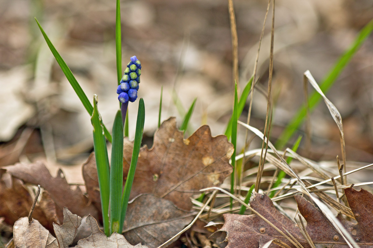 Muscari botryoides / Muscari azzurro